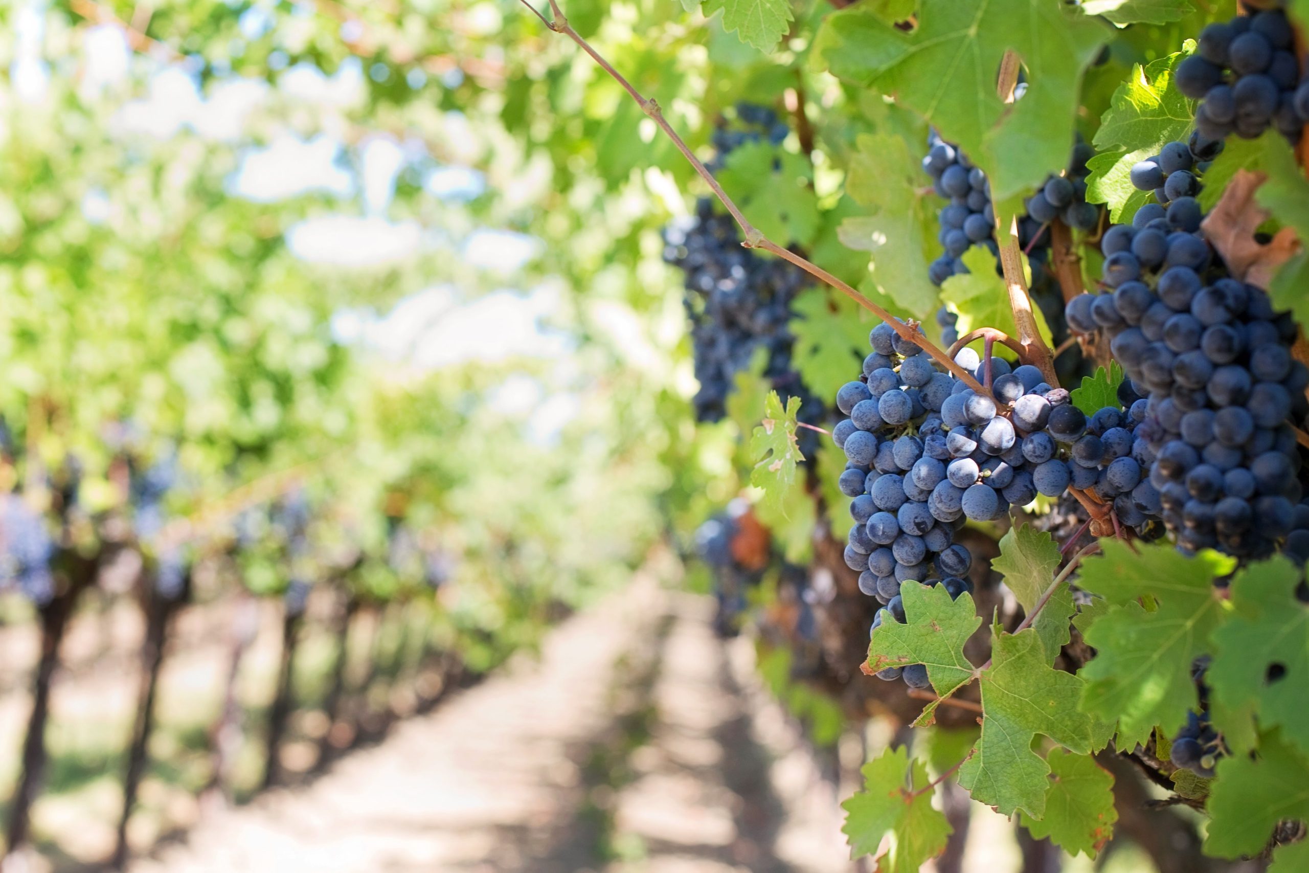 The Vine Keeper